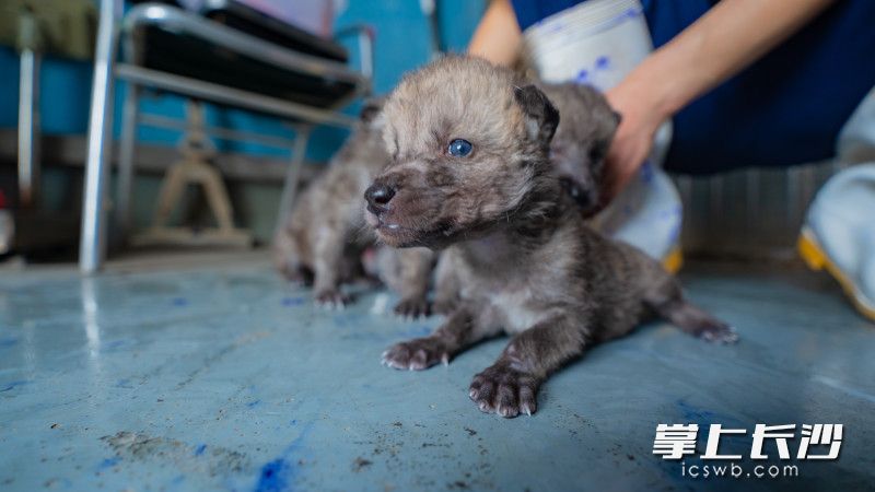 目前，北极狼幼崽暂居育幼室。