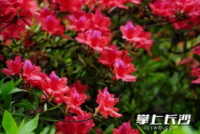 雨后杜鹃更为娇艳。 长沙晚报全媒体记者 舒元臻 摄