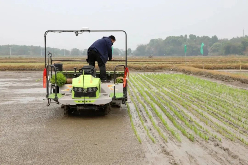 中联重科智能驾驶插秧机正在作业