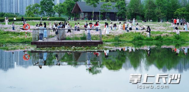 洋湖花海吸引了众多市民拍照打卡。 均为长沙晚报全媒体记者 舒元臻摄