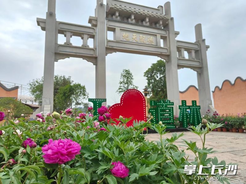 道林古镇牡丹园内，上万株牡丹正值盛花期。 均为受访方供图