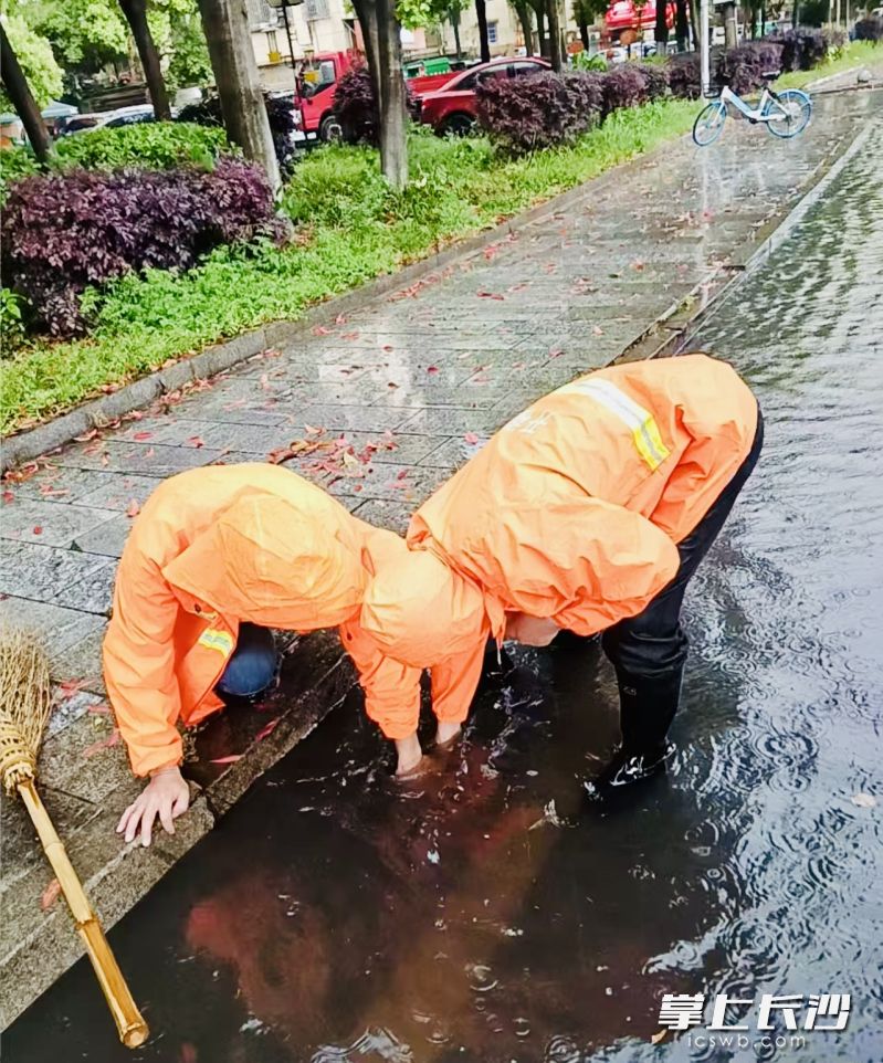 晚高峰期间，市政工人徒手清理泄水井。  均为长沙晚报通讯员陈越、袁佳乐供图