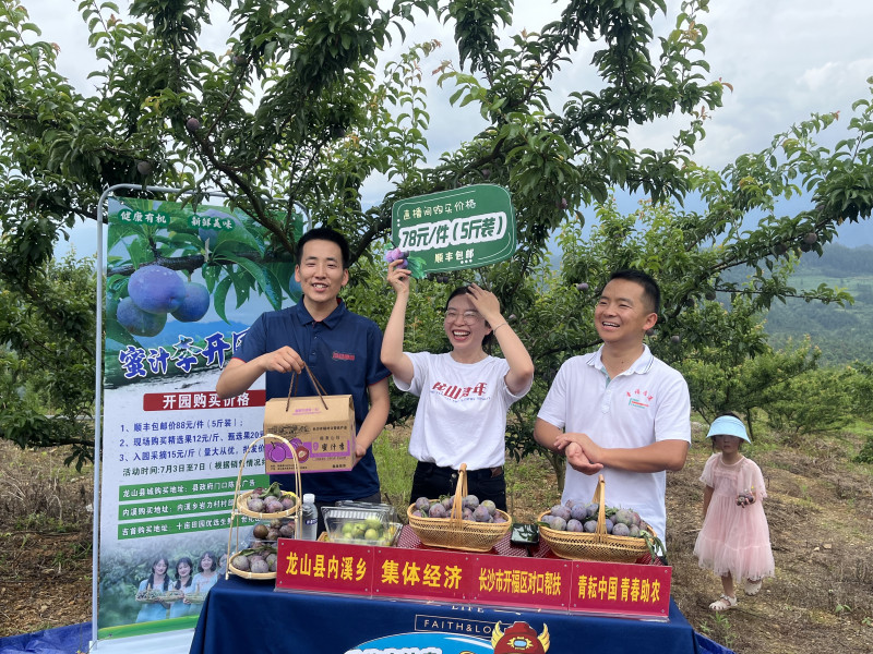 开福区驻龙山内溪乡工作队帮蜜汁李带货。