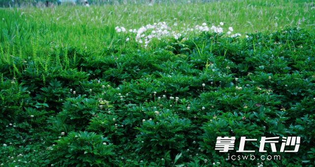 未来一周长沙晴雨相间，气温前低后高。 均为长沙晚报全媒体记者舒元臻摄