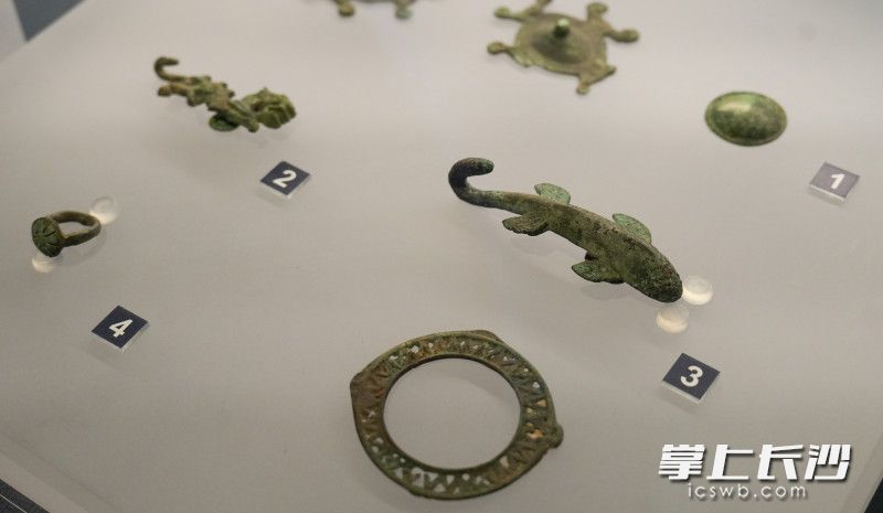 鲵鱼形铜带钩。均为长沙晚报全媒体记者 邹麟 摄