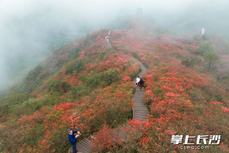 26日，2025湖南生态旅游季暨大围山第十七届杜鹃花季启幕。均为长沙晚报全媒体记者 刘晓敏 摄