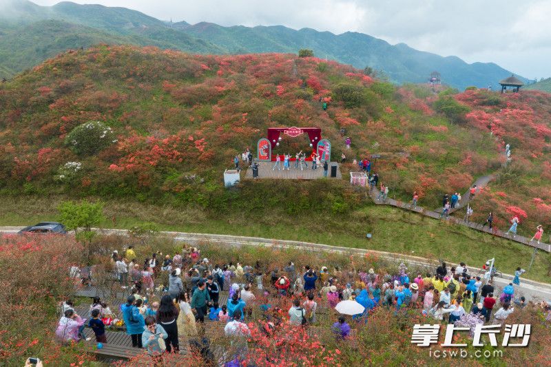 据了解，此次杜鹃花季将持续至5月20日。为打造沉浸式赏花体验，大围山国家森林公园精心策划了“时代花影剧场”“云端消费集市”“花路传情徒步”“花鸟使·观鸟寻踪”“云起且听风铃”五大主题活动。