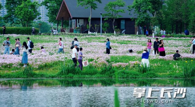 暖阳、和风、莺燕、流水、落花……“五一”天气好出行。均为长沙晚报全媒体记者 舒元臻摄