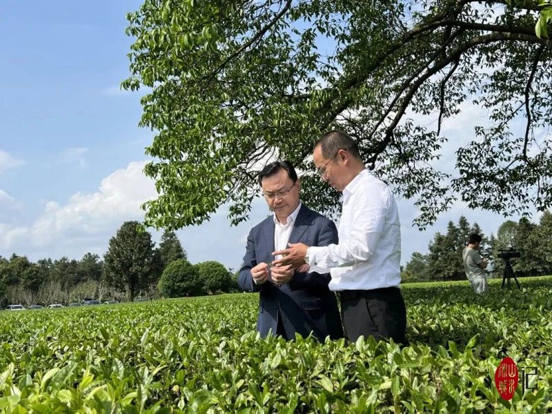 刘仲华院士（左）和周宇在茶园基地里查看茶叶长势。图源：长沙晚报