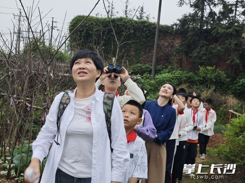 学生们在志愿者指导下分组观察校园内的乌鸫、树麻雀等鸟类。