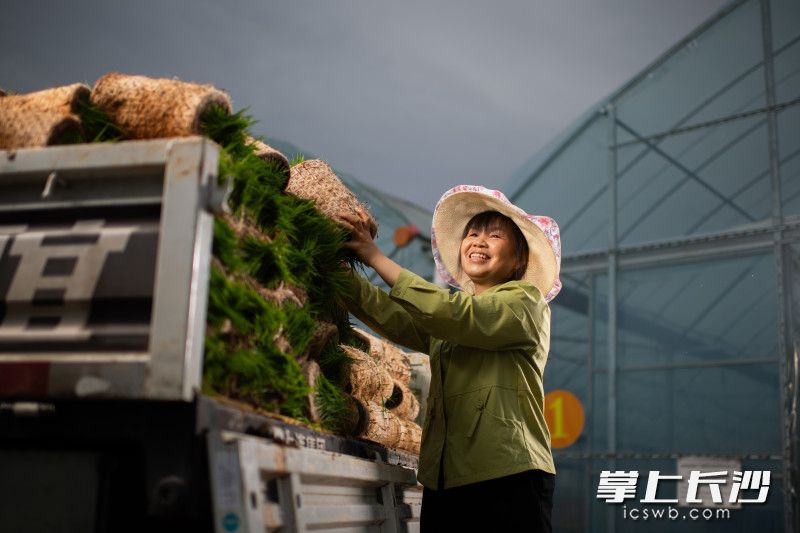 4月16日，在望城区四祥生态种养专业合作社育秧基地，搬着秧苗的理事长彭兴辉看着满满一车早稻秧苗，喜悦的表情溢于言表。作为拥有高级职称的女农人，彭兴辉坚持通过技术不断升级，让科技种田越种越“甜”。