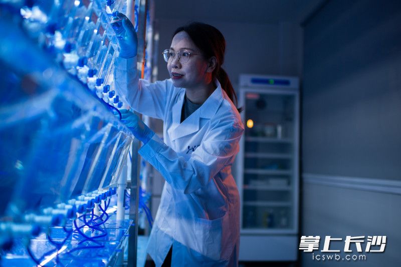 4月16日，望城经开区澳优全球研发中心的生命营养基础科研中心，董玲在进行斑马鱼实验研究。 均为长沙晚报全媒体记者黄启晴摄