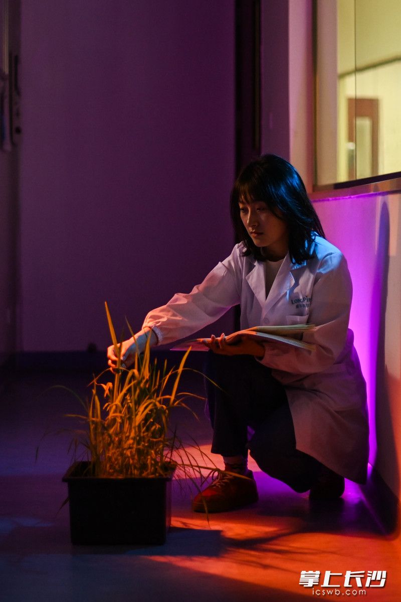 4月14日 湖南隆平高科种业科学研究院，生物技术实验室在读硕士研究生陈鑫玮在观察水稻生长情况。