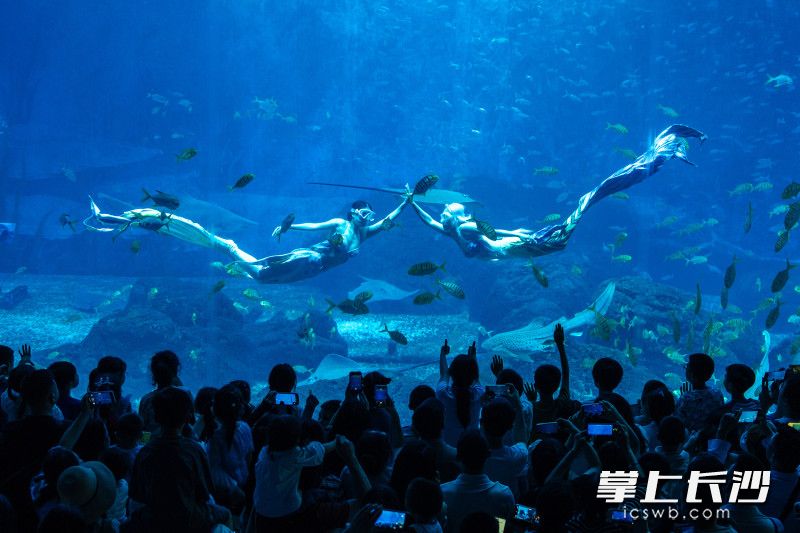 游客在湘江欢乐海洋公园观看“人鱼”表演。均为长沙晚报全媒体记者 郭雨滴 摄