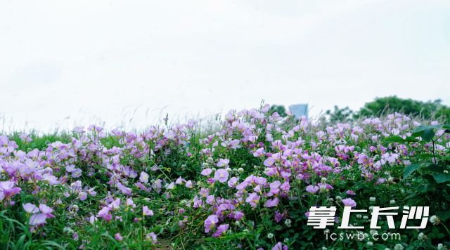 五一假期阳光正好、微风和煦，正是出游的好时机。 均为长沙晚报全媒体记者舒元臻摄