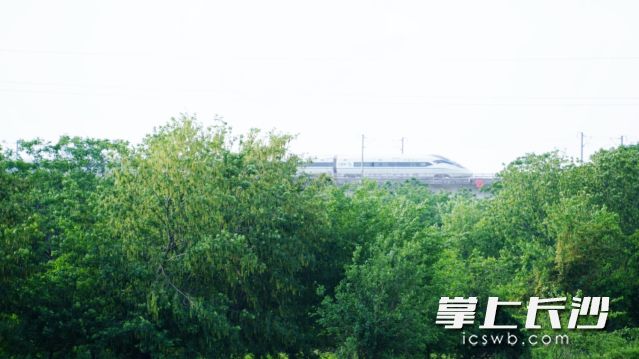 “五一”假期最后一天迎来了立夏节气。 均为长沙晚报全媒体记者 舒元臻摄