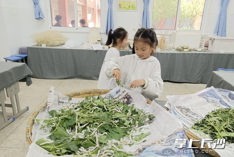 学生们在细心喂养蚕宝宝。