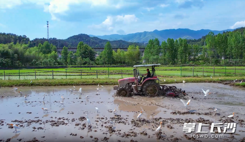 日前，浏阳市张坊镇上洪村内，种粮大户周祖红驾驶农机在春耕，一群白鹭在周边盘旋。  均为长沙晚报全媒体记者 李锋 摄