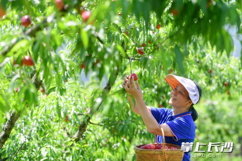 今日下午，浏阳市大围山镇大围之珠果园内，工作人员正在采摘第一批桃子。 均为长沙晚报全媒体记者王志伟、通讯员彭红霞摄