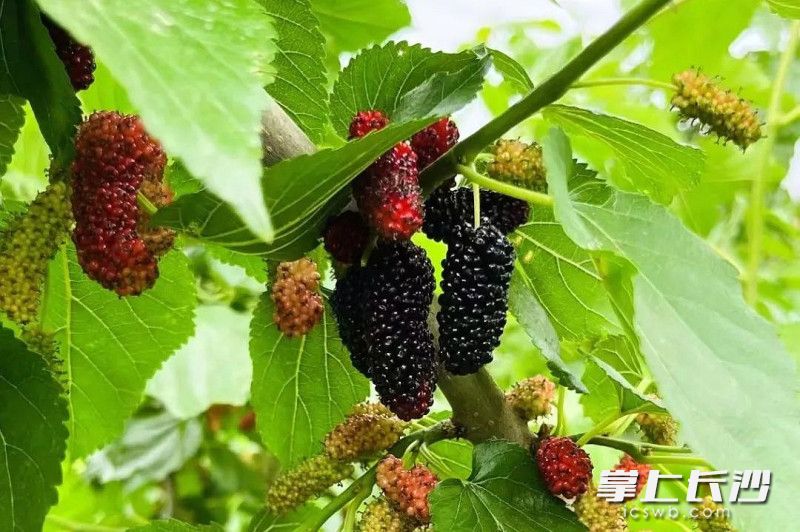 眼下，桑葚成了时令果鲜。