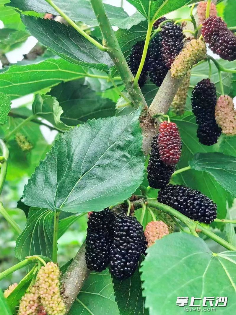 桑树全身都是宝。