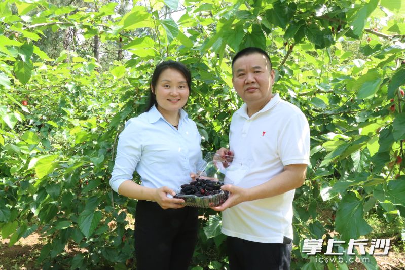 陈志高和刘婷为预定了农产品的网友在农场现场采摘，确保新鲜。图片均由受访人提供
