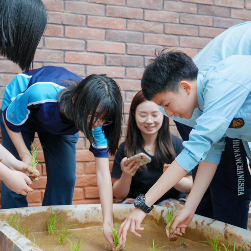 在老师指导下种水稻。