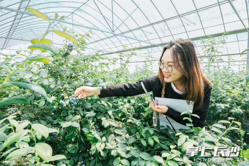 众多游客在蓝莓丛中穿梭、采摘，感受从枝头到舌尖的新鲜美味。