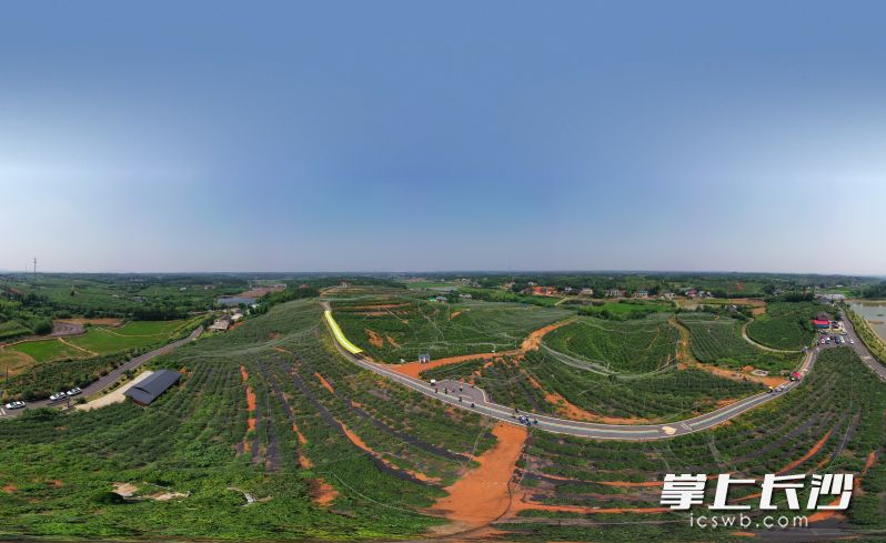 智博蓝莓基地鸟瞰。