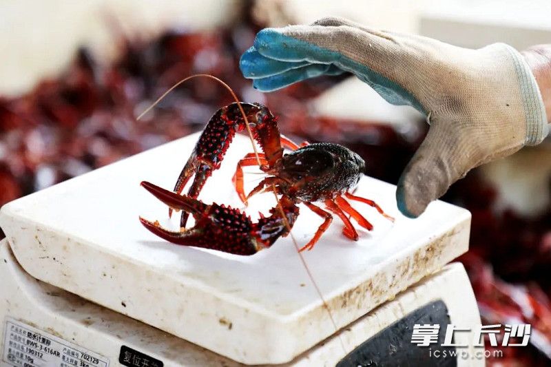   这只有96克。