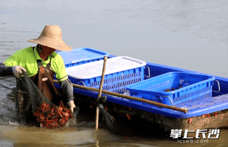 工人在起网收虾。均为长沙晚报通讯员 周俊杰 摄