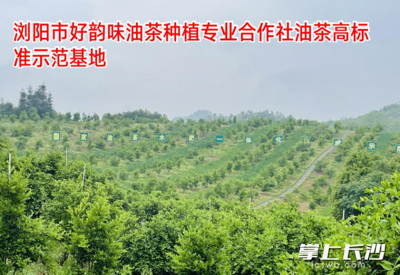 油茶产业示范科普基地。