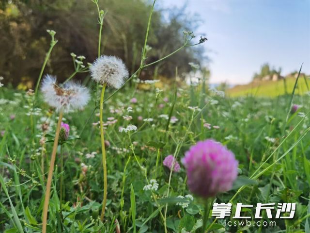 马上到来的端午节，长沙依然将与雨水邂逅！ 均为长沙晚报全媒体记者 舒元臻摄