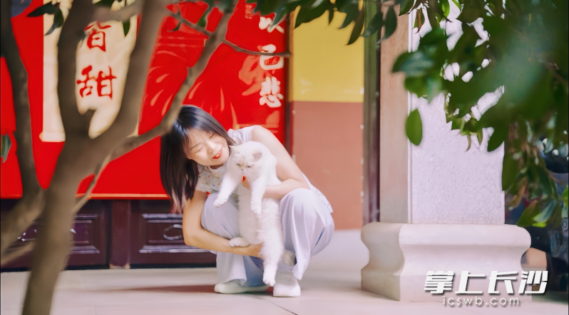 “庙宠”小福猫等你来撸一撸。  均为长沙晚报全媒体记者李卓摄