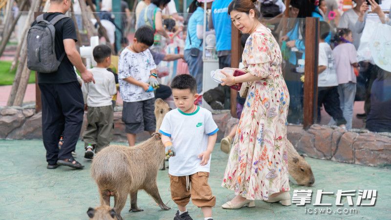 萌动端午邀你共赴海底世界奇妙之旅。 均为景区供图