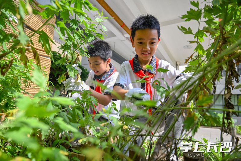 5月29日，开福区新竹第二小学内，学生们走进校园中草药种植园，亲手采摘自种的艾草、薄荷等中草药，学习制作艾草香囊。 长沙晚报全媒体记者 王志伟 摄