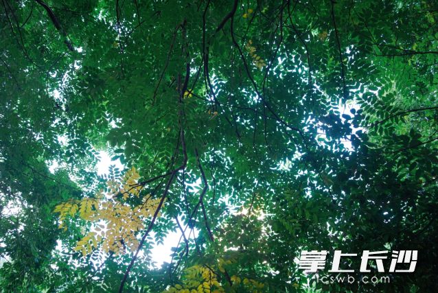 6月1日有一次较强降雨过程。长沙晚报全媒体记者 舒元臻 摄