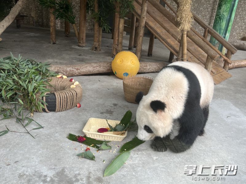 大熊猫的吃相萌态十足。