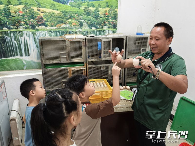 小朋友在参观鸟类哺育。