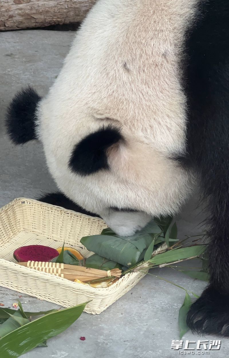 大熊猫正在剥粽子。