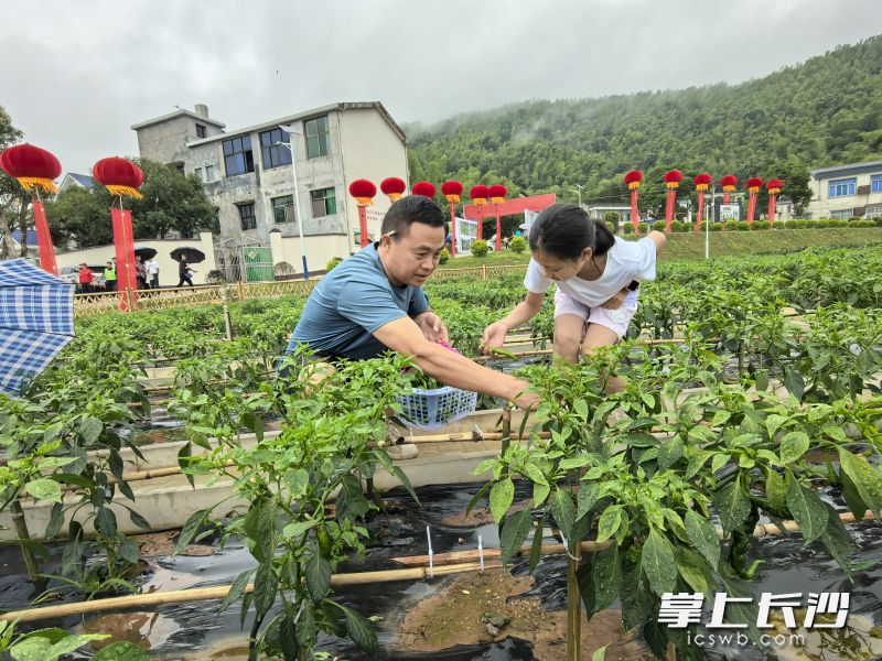 城市居民走进共享菜园，开心地采摘农家菜。长沙晚报全媒体记者 张禹 摄