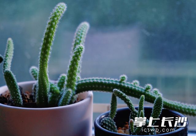 这两日长沙阴雨绵绵，今日体感较为凉爽。 均为长沙晚报全媒体记者 舒元臻摄