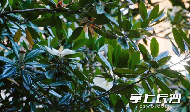 3日将迎来端午节后首个工作日。 长沙晚报全媒体记者 舒元臻摄