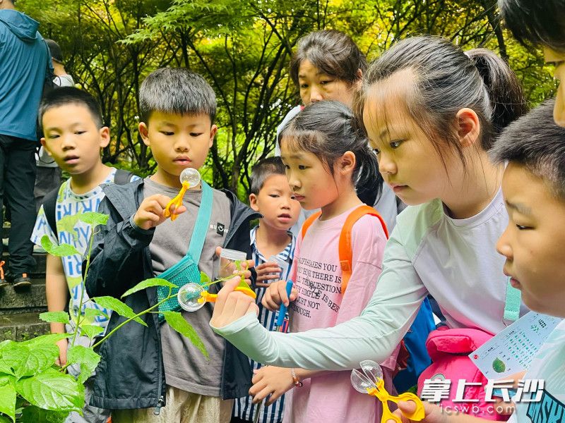 孩子们追踪菜粉蝶幼虫与十字花科植物的共生密码。 孩子们追踪菜粉蝶幼虫与十字花科植物的共生密码。