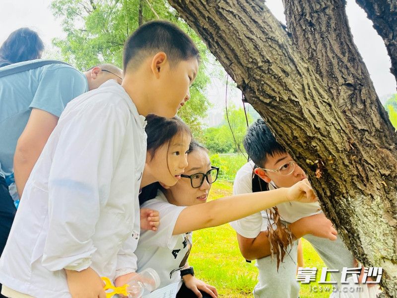 孩子们认真观察。 孩子们认真观察。