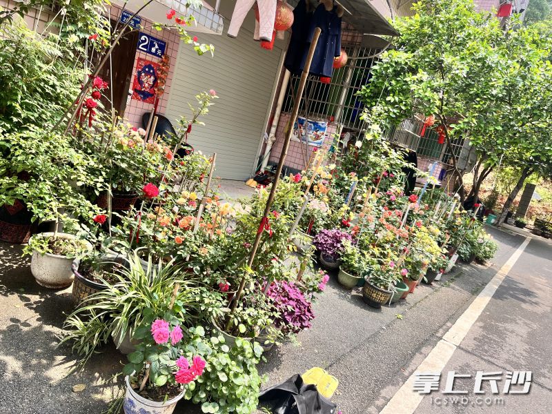 金桂社区，随处可见鲜花盛开。