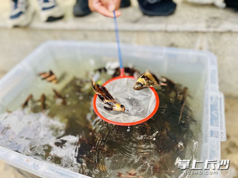 美丽的胭脂鱼苗。长沙晚报全媒体记者 李卓 摄