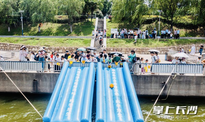 珍稀胭脂鱼通过滑道放流湘江，奔向长江。长沙晚报通讯员 刘科 摄