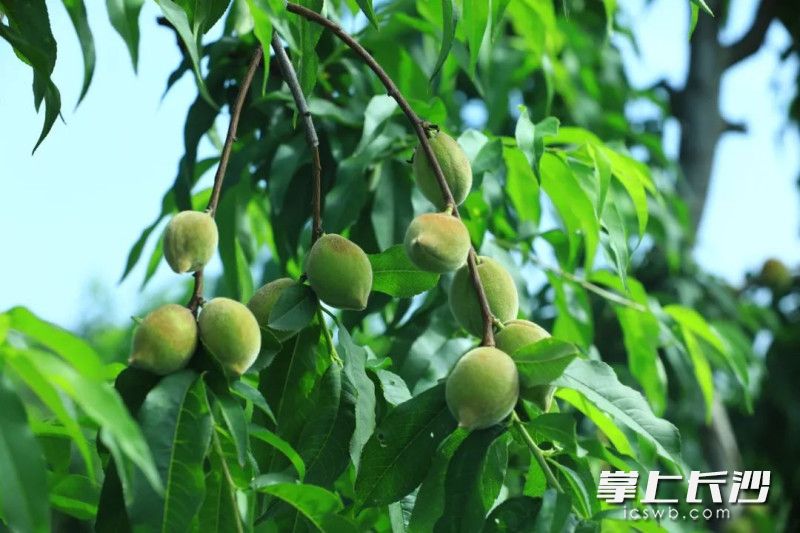 青绿或初红的幼果，垂挂枝头。均为受访方供图