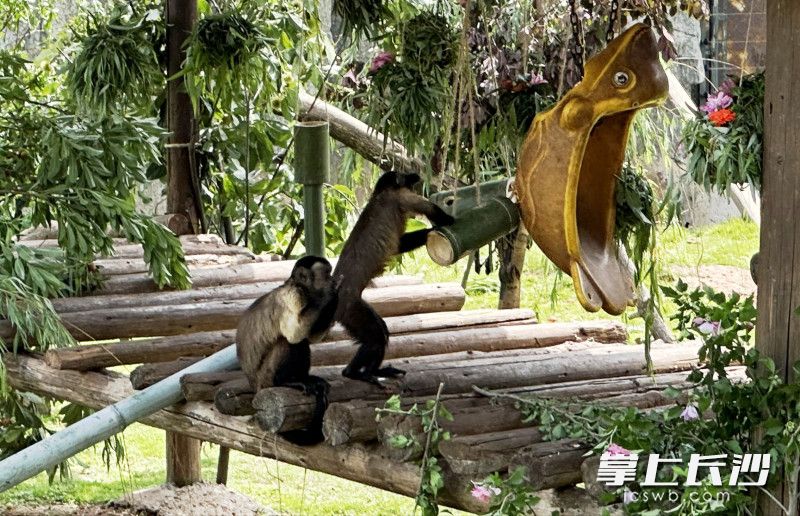 黑帽悬猴在打配合取食。 黑帽悬猴在打配合取食。